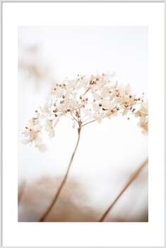 Plakát Soft dried flower_brown
