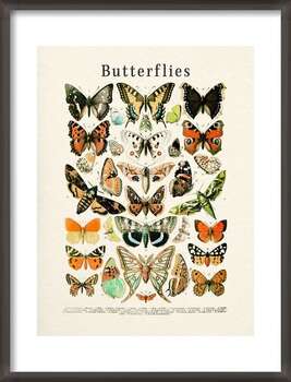 Plakát Butterflies Collection