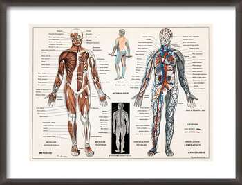 Plakát Historická ilustrace nervové a svalové soustavy člověka