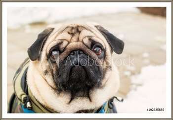 Rámovaný plakát Dog breed pug. Portrait of a pet