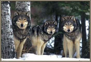 Rámovaný plakát Wolves