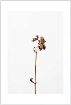 Plakát Dried brown plant 2